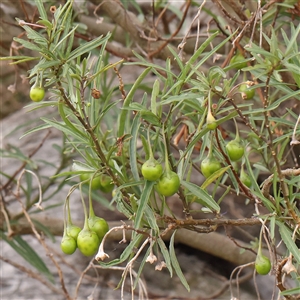 Solanum linearifolium at Gundaroo, NSW - 11 Nov 2024