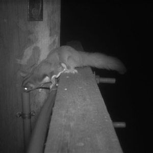 Petaurus norfolcensis at Ettamogah, NSW by AlburyCityEnviros