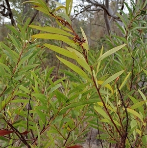 Acacia rubida (Red-stemmed Wattle, Red-leaved Wattle) at Fadden, ACT by LPadg