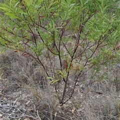 Acacia rubida at Fadden, ACT - 13 Nov 2024