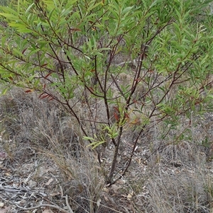 Acacia rubida at Fadden, ACT - 13 Nov 2024