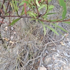 Acacia rubida at Fadden, ACT - 13 Nov 2024