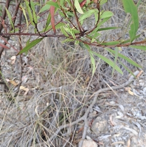 Acacia rubida at Fadden, ACT - 13 Nov 2024 08:41 AM