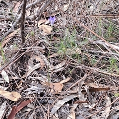 Wahlenbergia sp. (Bluebell) at Fadden, ACT - 13 Nov 2024 by LPadg