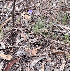 Wahlenbergia sp. at Fadden, ACT - 13 Nov 2024 08:31 AM