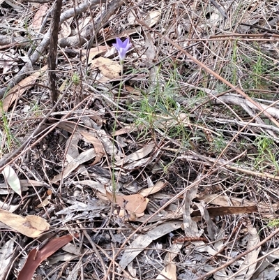 Wahlenbergia sp. (Bluebell) at Fadden, ACT - 12 Nov 2024 by LPadg