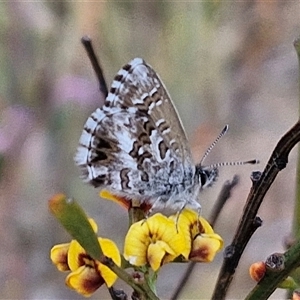 Neolucia agricola (Fringed Heath-blue) at Gundaroo, NSW by trevorpreston