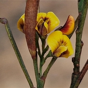 Daviesia leptophylla at Gundaroo, NSW - 13 Nov 2024