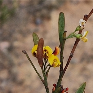 Daviesia leptophylla at Gundaroo, NSW - 13 Nov 2024