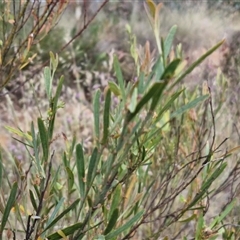 Daviesia leptophylla at Gundaroo, NSW - 13 Nov 2024