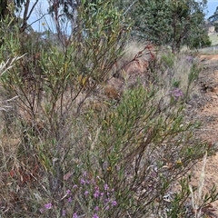 Daviesia leptophylla at Gundaroo, NSW - 13 Nov 2024