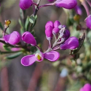 Comesperma ericinum at Gundaroo, NSW - 13 Nov 2024