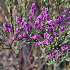 Comesperma ericinum at Gundaroo, NSW - 13 Nov 2024