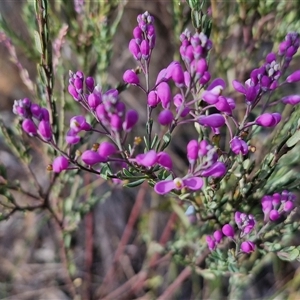 Comesperma ericinum at Gundaroo, NSW - 13 Nov 2024