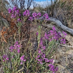 Comesperma ericinum at Gundaroo, NSW - 13 Nov 2024