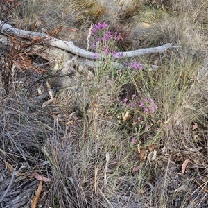 Comesperma ericinum at Gundaroo, NSW - 13 Nov 2024