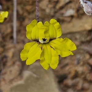 Goodenia hederacea subsp. hederacea at Gundaroo, NSW - 13 Nov 2024 07:48 AM