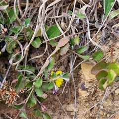 Goodenia hederacea subsp. hederacea at Gundaroo, NSW - 13 Nov 2024 07:48 AM