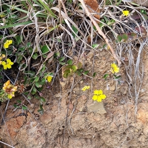 Goodenia hederacea subsp. hederacea at Gundaroo, NSW - 13 Nov 2024 07:48 AM