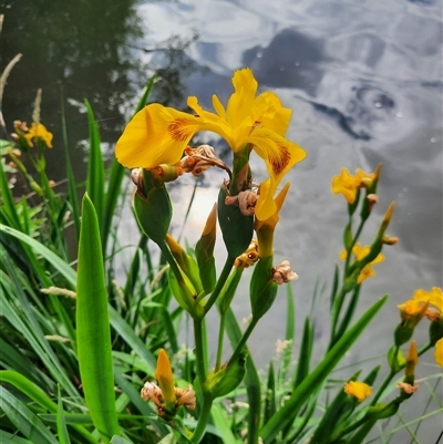 Iris pseudacorus (Yellow Flag) at Acton, ACT - 13 Nov 2024 by MB