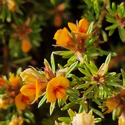 Pultenaea subspicata (Low Bush-pea) at Gundaroo, NSW - 13 Nov 2024 by trevorpreston