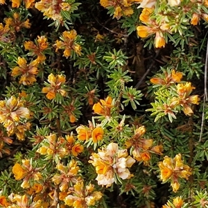 Pultenaea subspicata at Gundaroo, NSW - 13 Nov 2024 07:47 AM