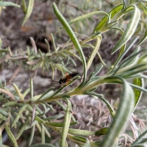 Ichneumonidae (family) at Lawson, ACT - 12 Nov 2024 04:50 PM