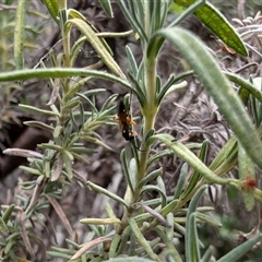 Ichneumonidae (family) at Lawson, ACT - 12 Nov 2024 04:50 PM