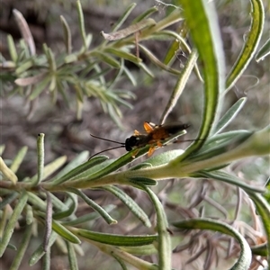 Ichneumonidae (family) at Lawson, ACT - 12 Nov 2024 04:50 PM