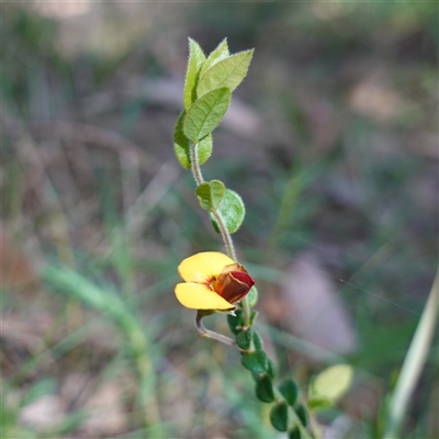 Bossiaea buxifolia at Gundary, NSW - 22 Oct 2024 by RobG1