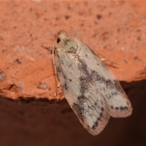 Garrha phoenopis at Jerrabomberra, NSW - 12 Nov 2024