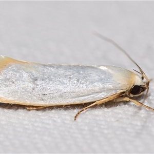 Xylorycta assimilis at Jerrabomberra, NSW - 9 Nov 2024