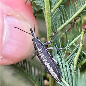 Rhinotia sp. (genus) at Hughes, ACT - 13 Nov 2024 10:24 AM