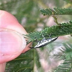 Rhinotia sp. (genus) at Hughes, ACT - 13 Nov 2024 10:24 AM