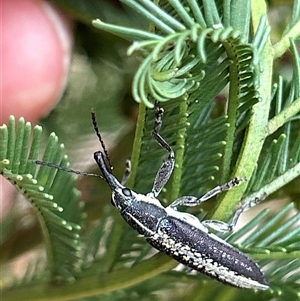 Rhinotia sp. (genus) at Hughes, ACT - 13 Nov 2024 10:24 AM