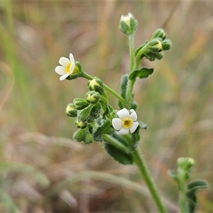 Hackelia suaveolens at Whitlam, ACT - 12 Nov 2024