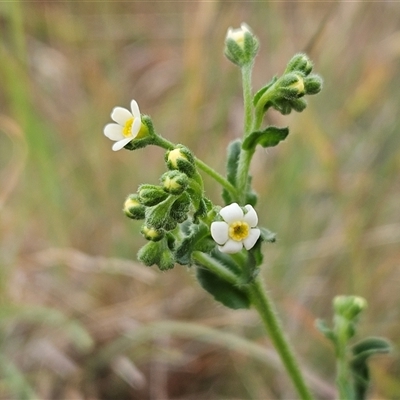 Hackelia suaveolens (Sweet Hounds Tongue) at Whitlam, ACT - 12 Nov 2024 by sangio7