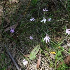 Caladenia carnea (Pink Fingers) at Gundary, NSW - 22 Oct 2024 by RobG1