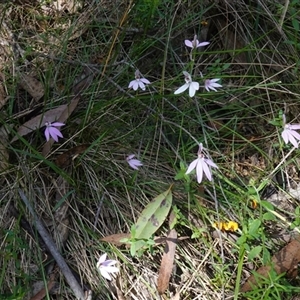 Caladenia carnea at Gundary, NSW - suppressed