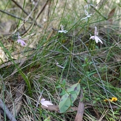 Caladenia carnea at Gundary, NSW - suppressed