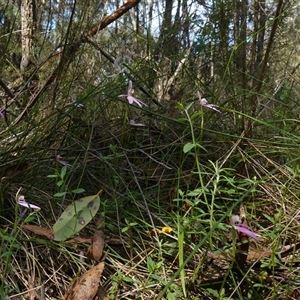 Caladenia carnea at Gundary, NSW - 22 Oct 2024