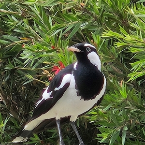 Grallina cyanoleuca at Kambah, ACT - 13 Nov 2024 09:16 AM