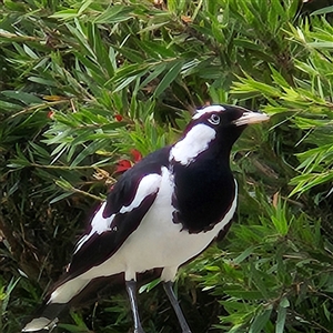 Grallina cyanoleuca at Kambah, ACT - 13 Nov 2024 09:16 AM