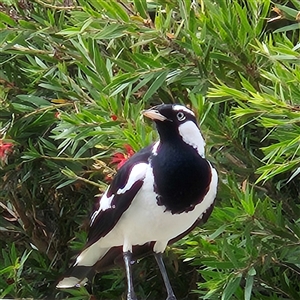 Grallina cyanoleuca at Kambah, ACT - 13 Nov 2024