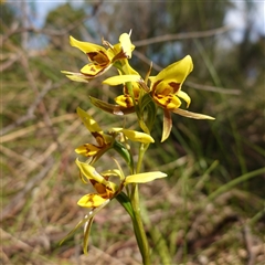 Diuris sulphurea (Tiger Orchid) at Gundary, NSW - 22 Oct 2024 by RobG1