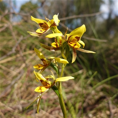 Diuris sulphurea (Tiger Orchid) at Gundary, NSW - 22 Oct 2024 by RobG1