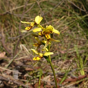 Diuris sulphurea at Gundary, NSW - suppressed