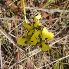 Diuris sulphurea at Gundary, NSW - suppressed