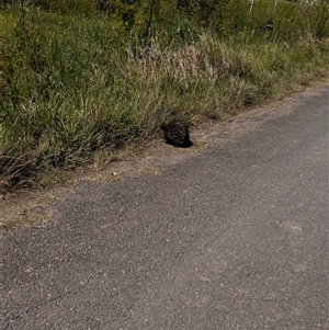 Tachyglossus aculeatus at Brownlow Hill, NSW - 16 Oct 2024