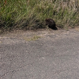 Tachyglossus aculeatus at Brownlow Hill, NSW - 16 Oct 2024